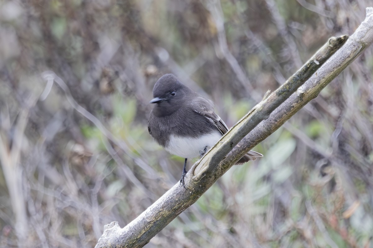 Black Phoebe - ML646927769