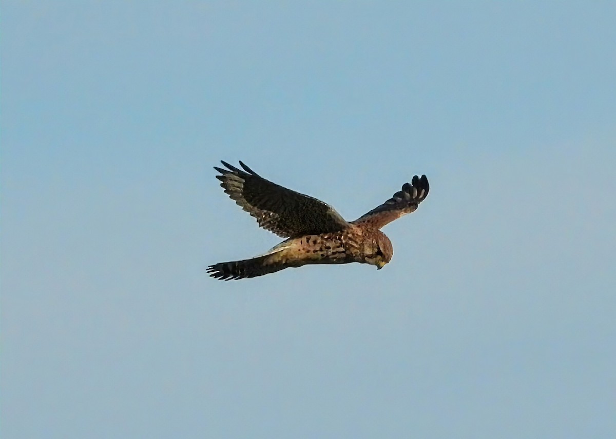 Eurasian Kestrel - ML646927770