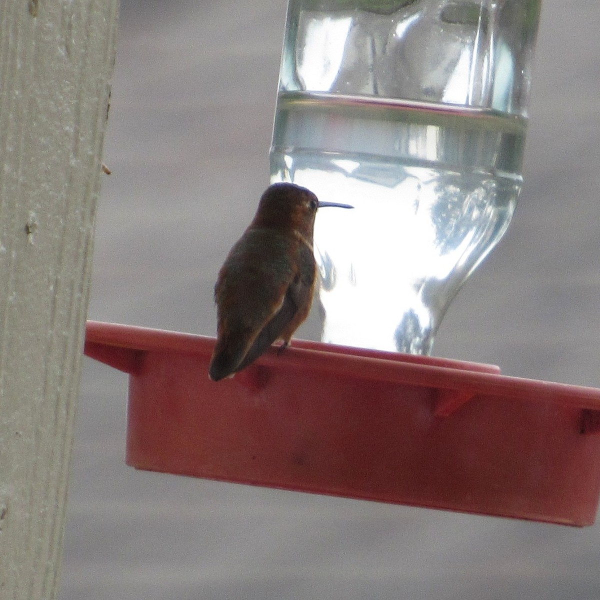 Rufous Hummingbird - ML646927771