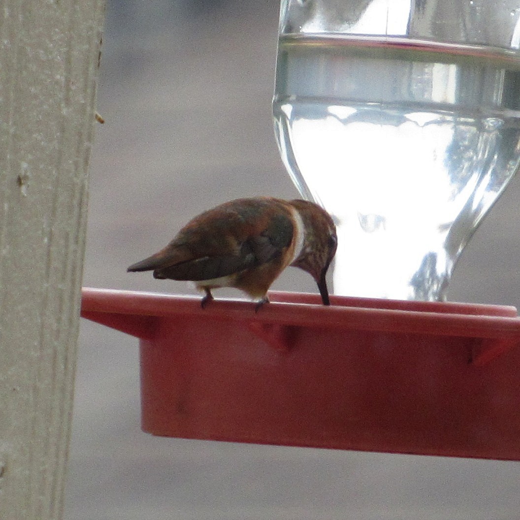 Rufous Hummingbird - ML646927772