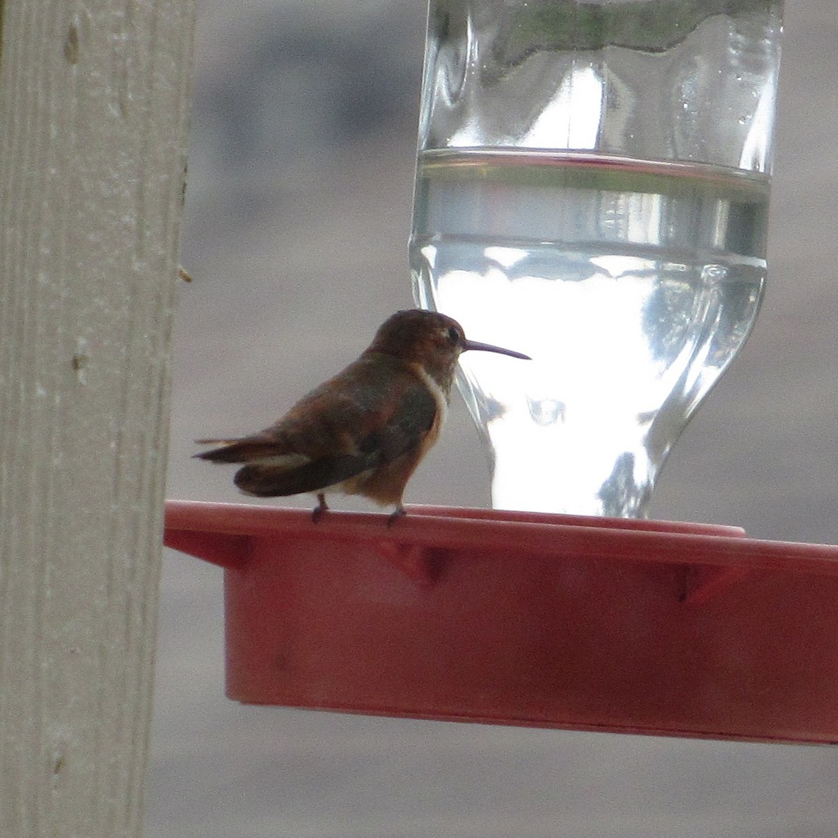 Rufous Hummingbird - ML646927773