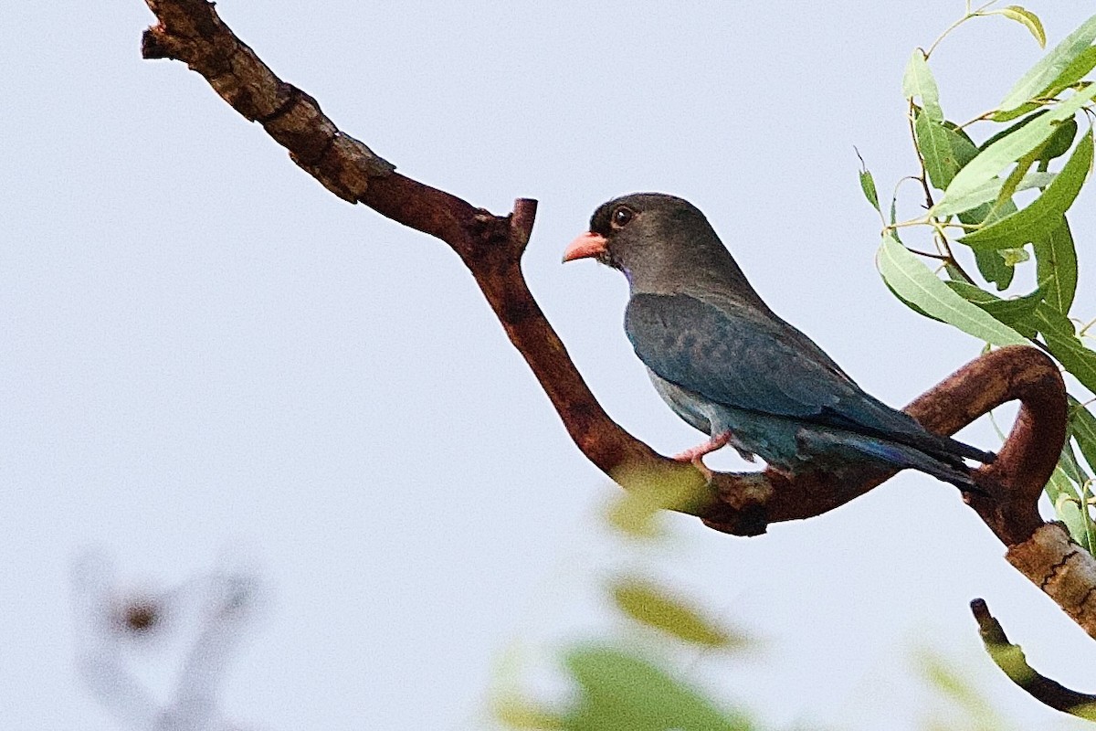 Carraca Oriental - ML646927776