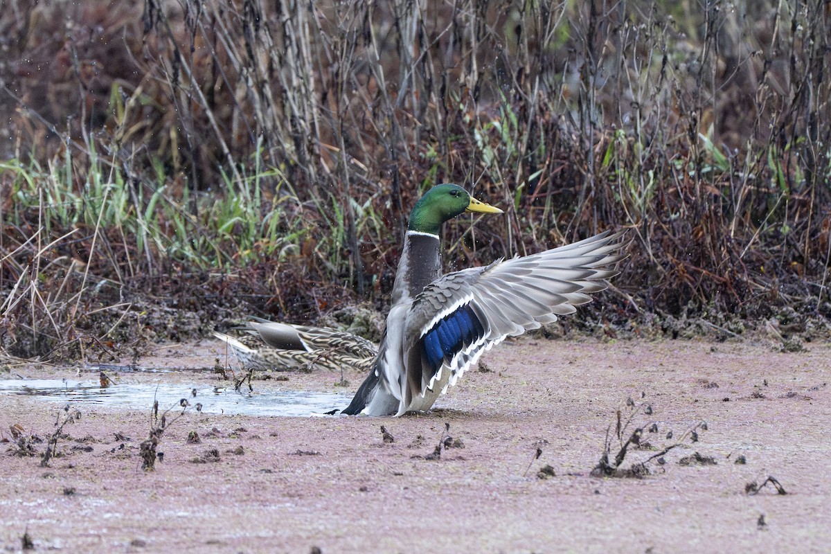 綠頭鴨 - ML646927777