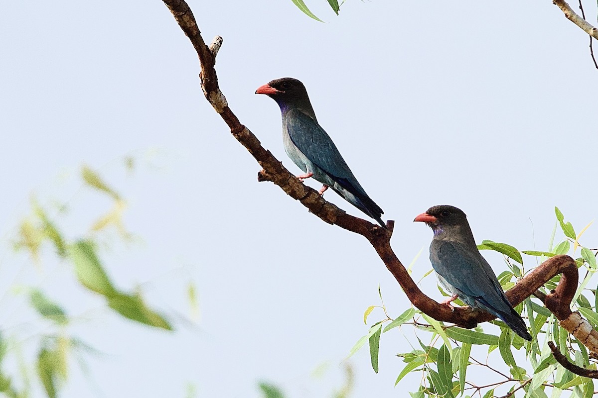 Carraca Oriental - ML646927778