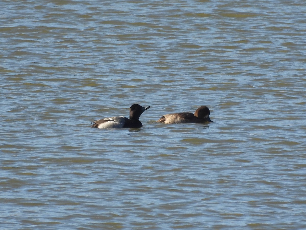 小斑背潛鴨 - ML646927779