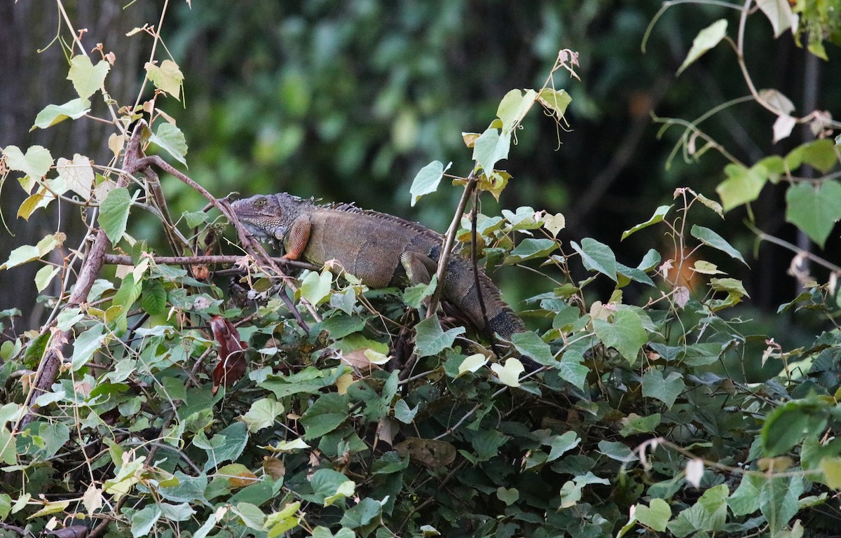 Green Iguana (Green) - ML646927780