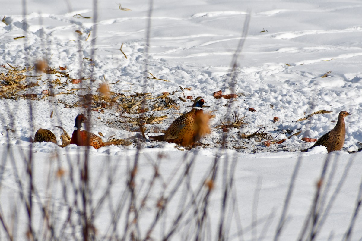 環頸雉 - ML646927781