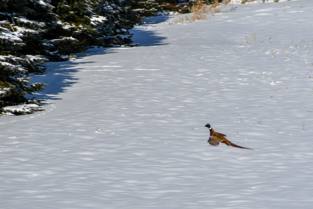 環頸雉 - ML646927782