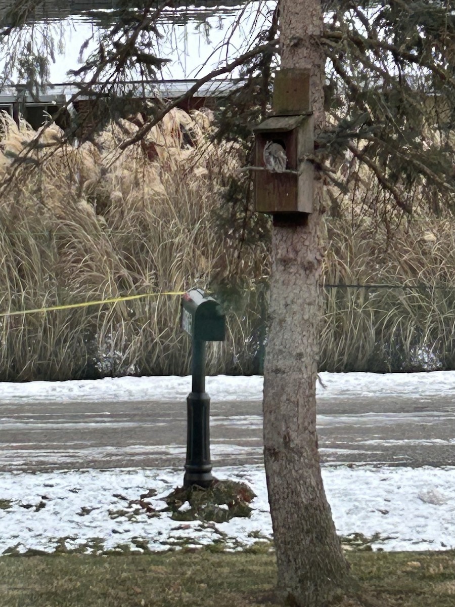 Eastern Screech-Owl - ML646927783