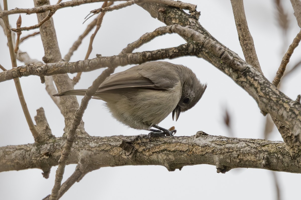 Oak Titmouse - ML646927785