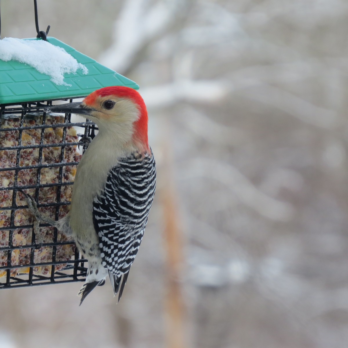 Red-bellied Woodpecker - ML646927786