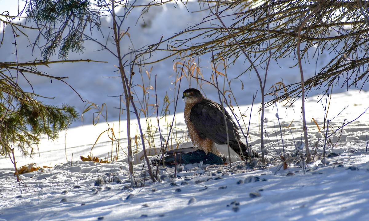 Cooper's Hawk - ML646927790