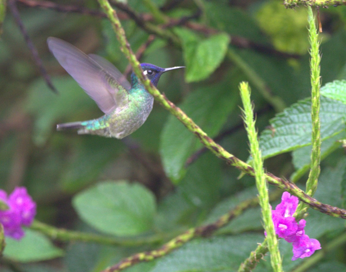 Violet-headed Hummingbird - ML646927793