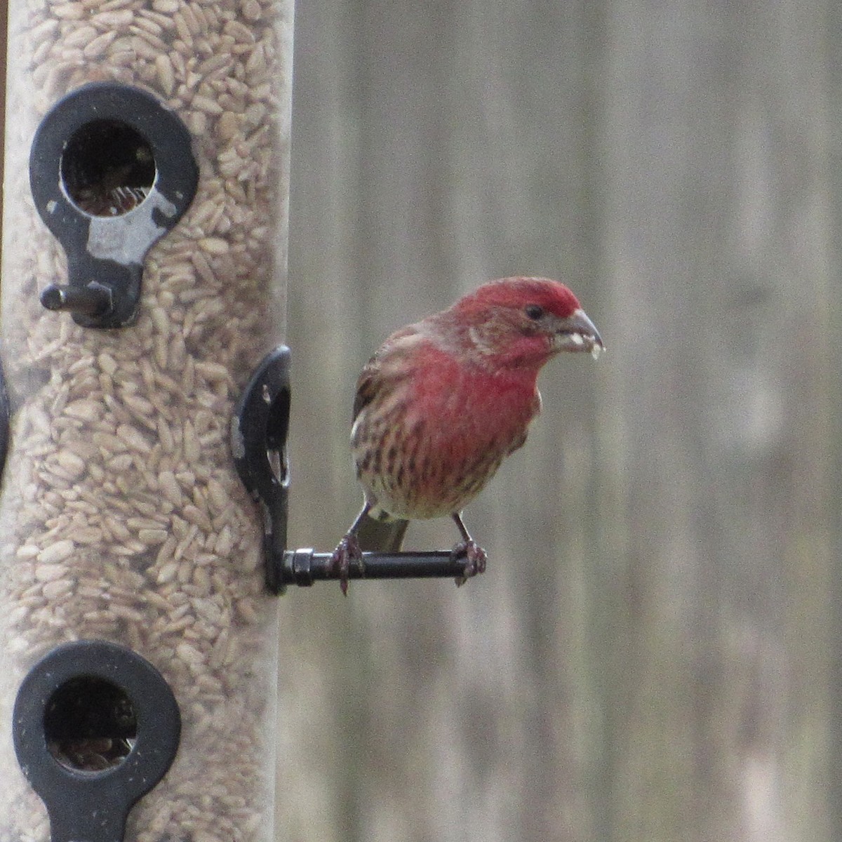 House Finch - ML646927795