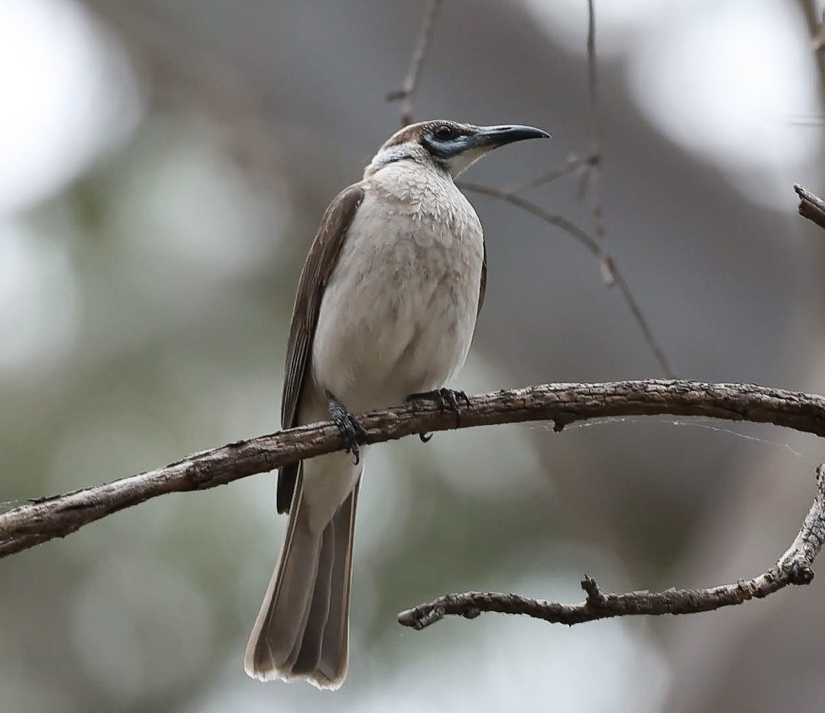 Little Friarbird - ML646927797