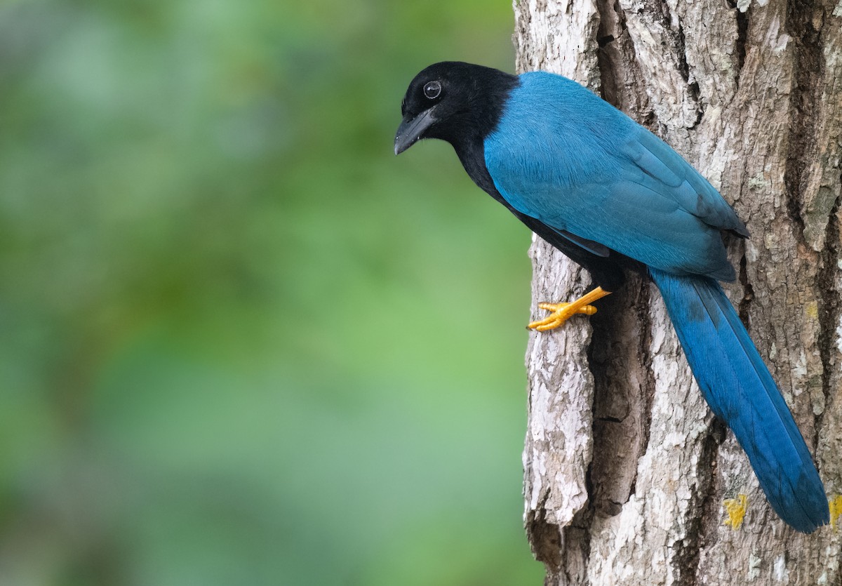 yucatánskrike - ML646927800