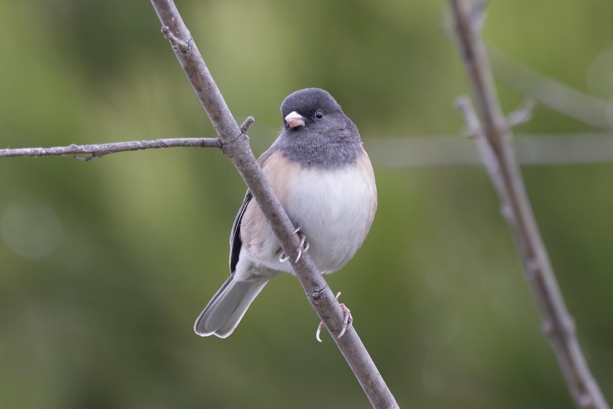 Dark-eyed Junco - ML646927801