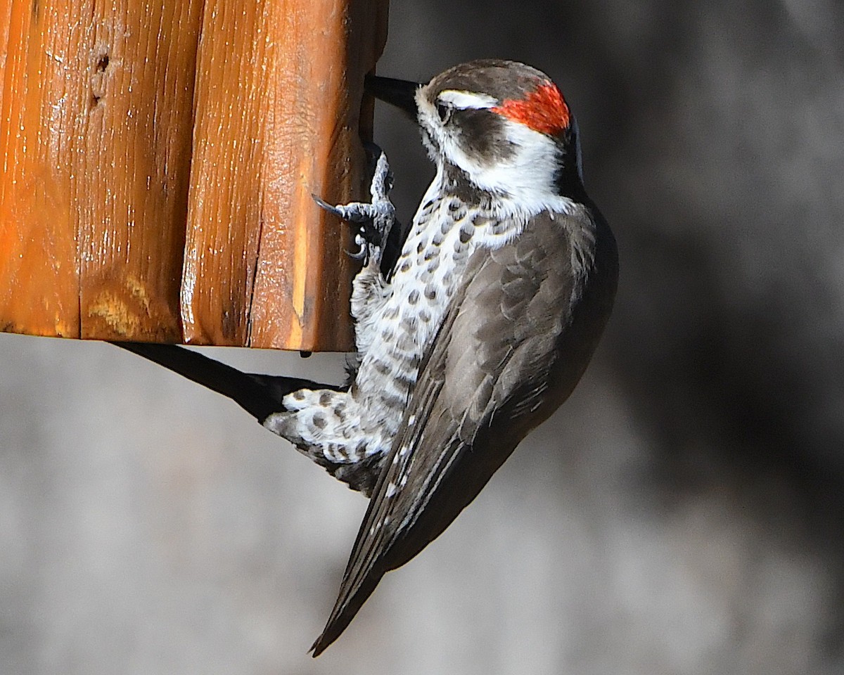 Arizona Woodpecker - ML646927802