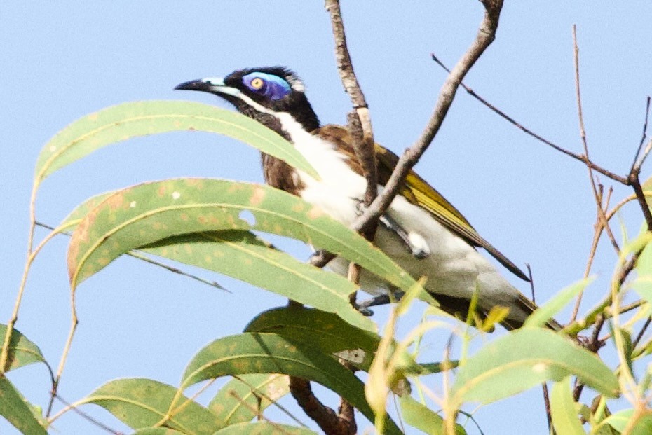 Mielero Cariazul (Aliblanco) - ML646927803