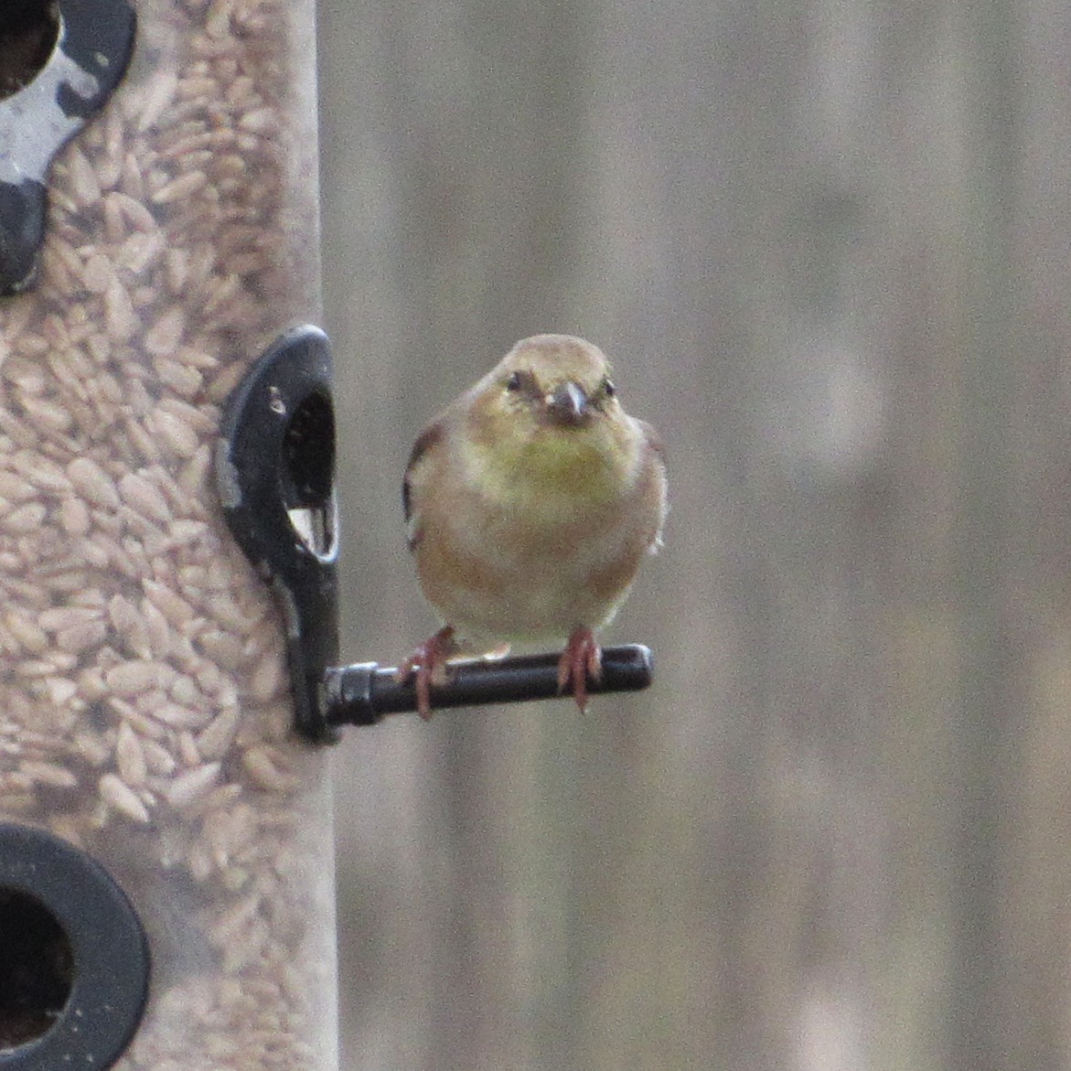 American Goldfinch - ML646927804