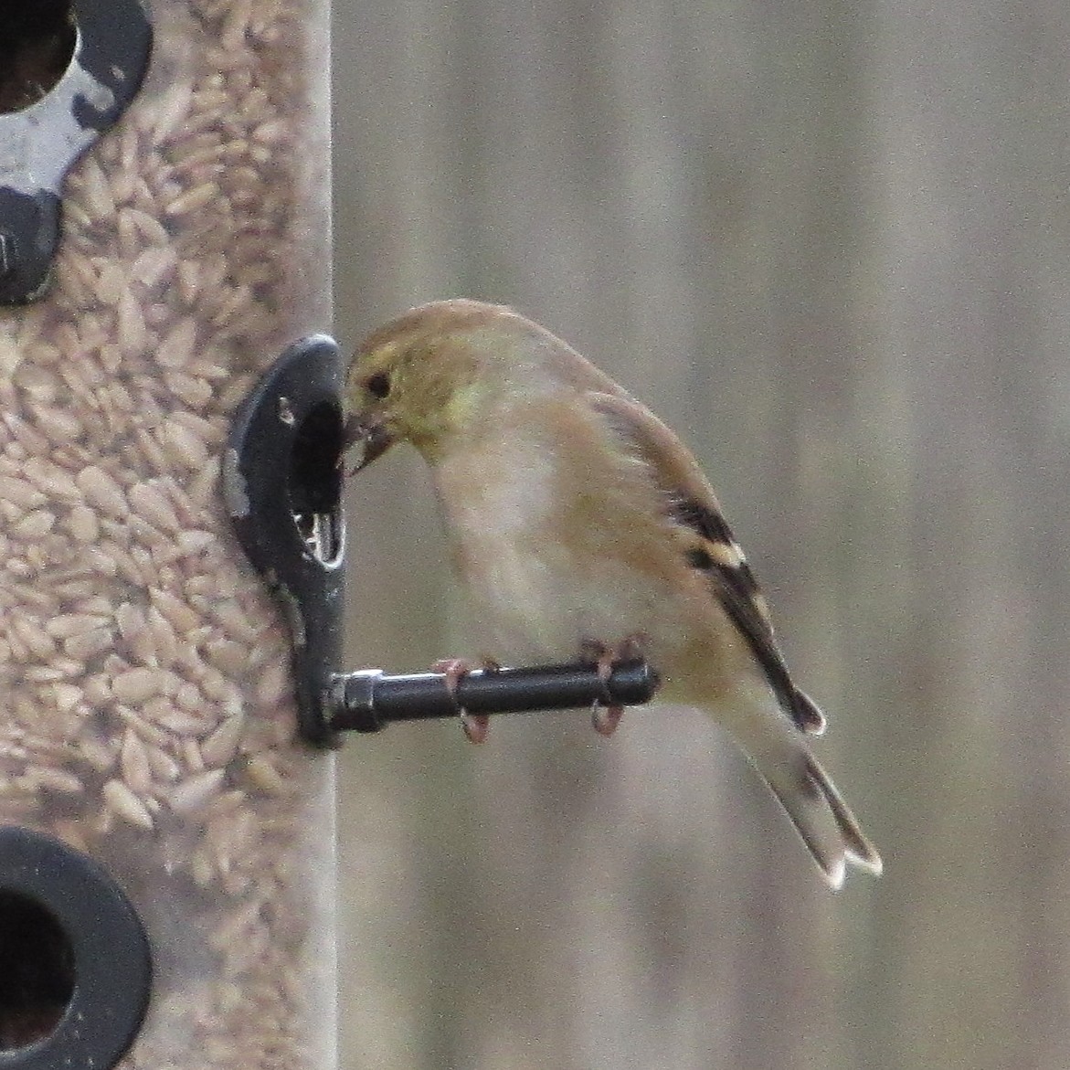 American Goldfinch - ML646927805