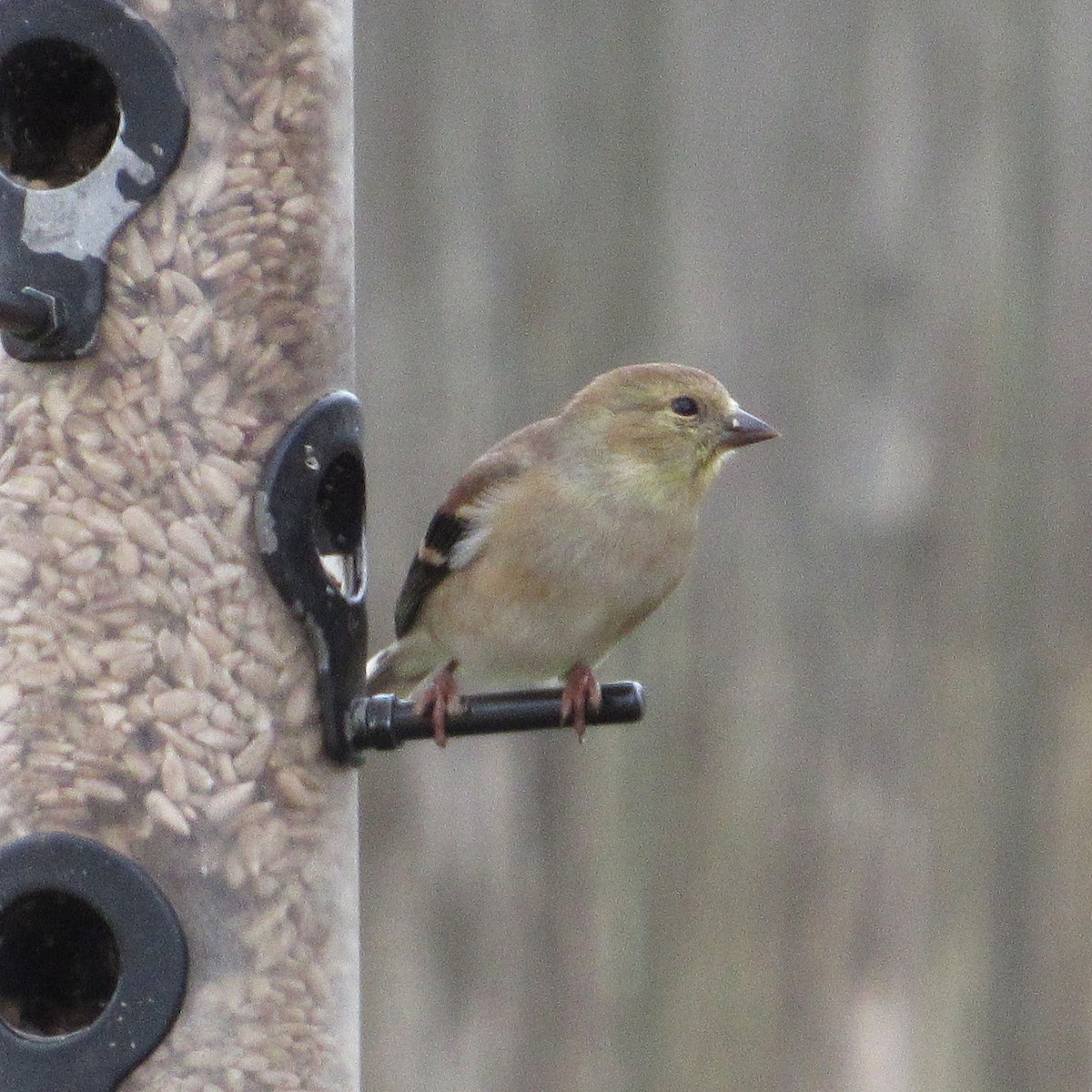 American Goldfinch - ML646927806