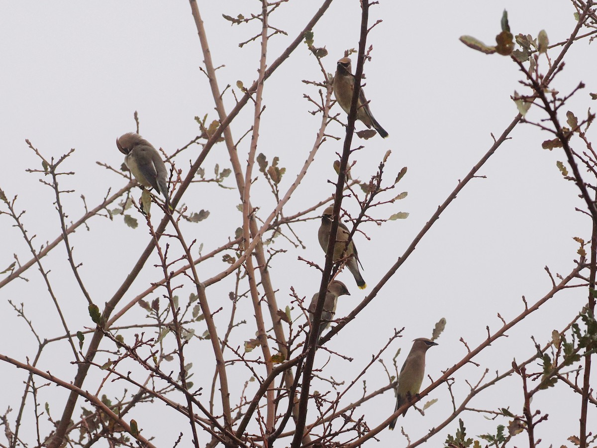 Cedar Waxwing - ML646927807