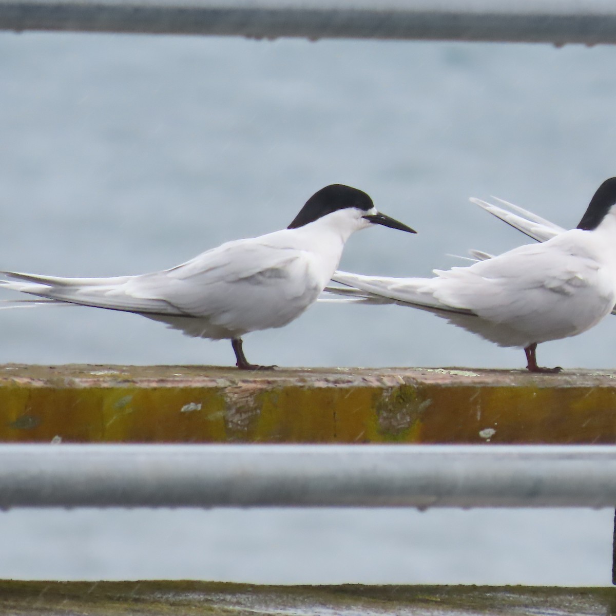White-fronted Tern - ML646927808