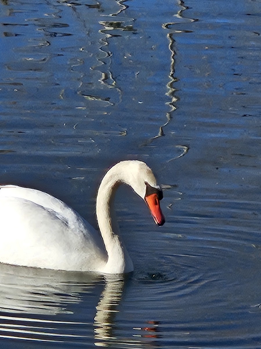 Beltxarga arrunta - ML646927810