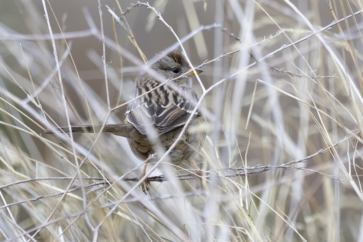 White-crowned Sparrow - ML646927811