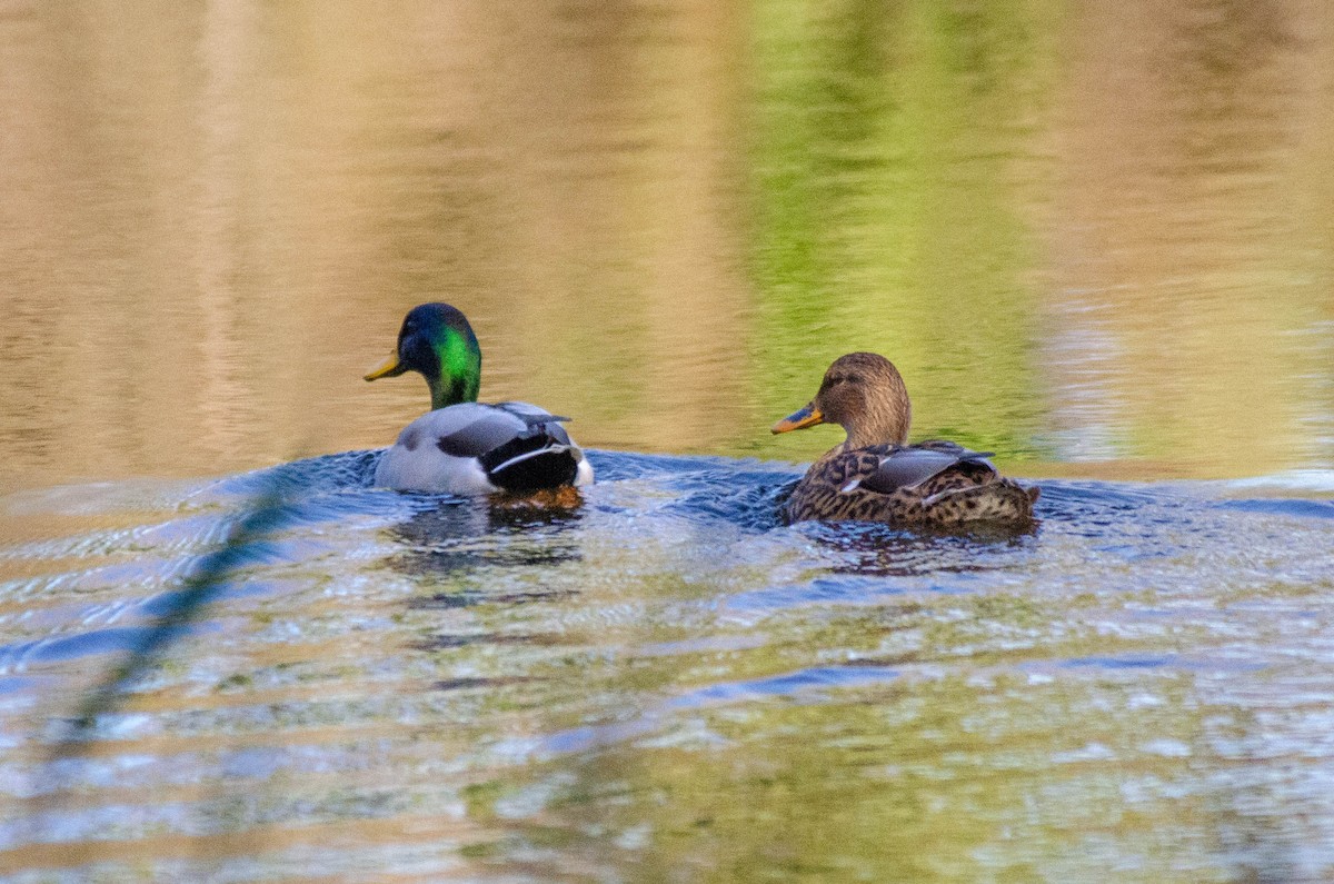 stokkand - ML646927813