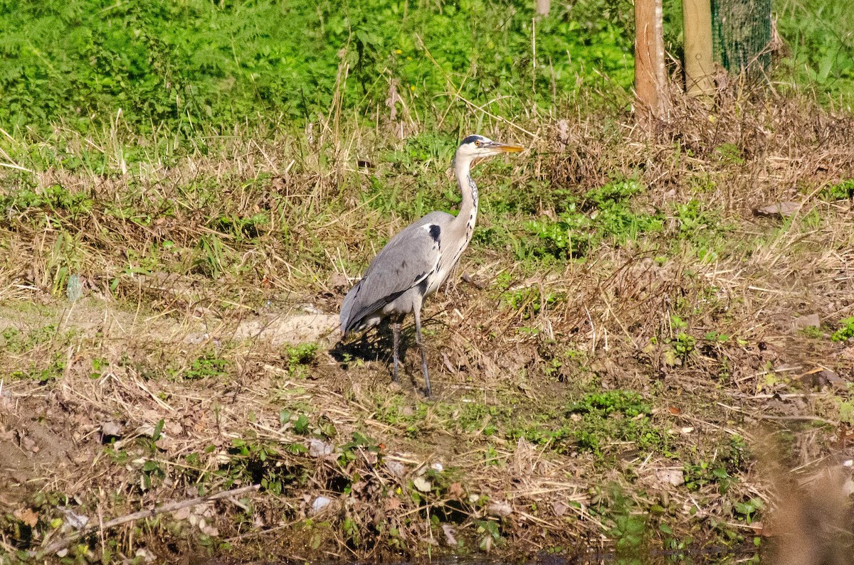 gråhegre - ML646927821