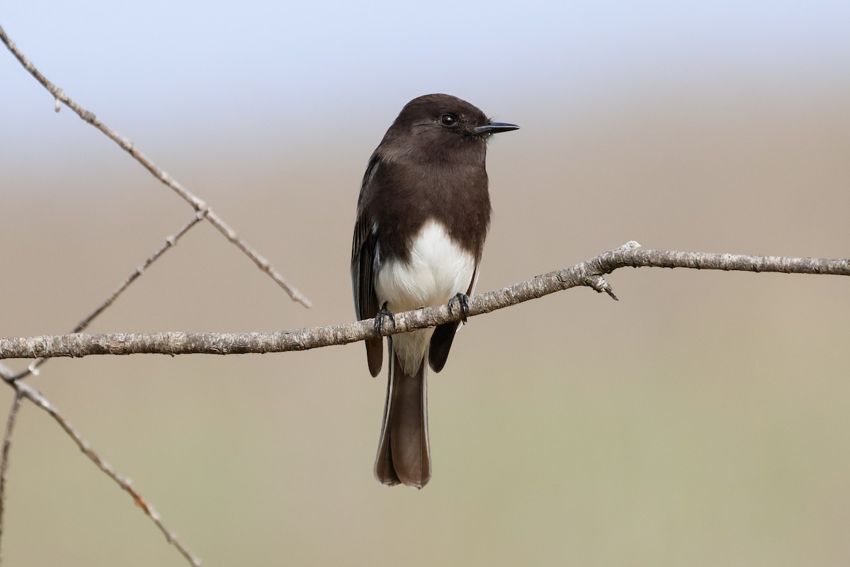 Black Phoebe - ML646927822