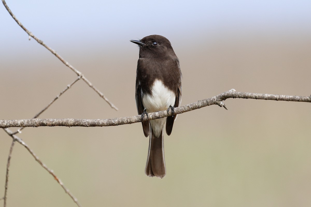 Black Phoebe - ML646927823