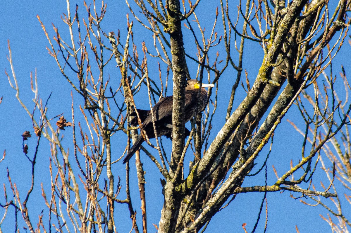 storskarv - ML646927824