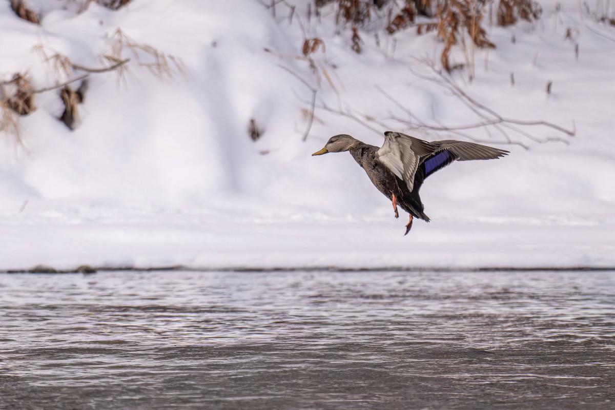 Ahate iluna - ML646927836