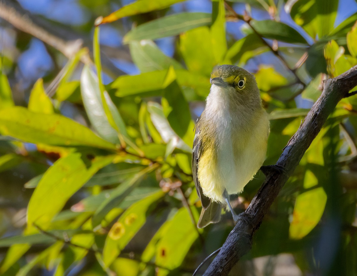 White-eyed Vireo - ML646927839