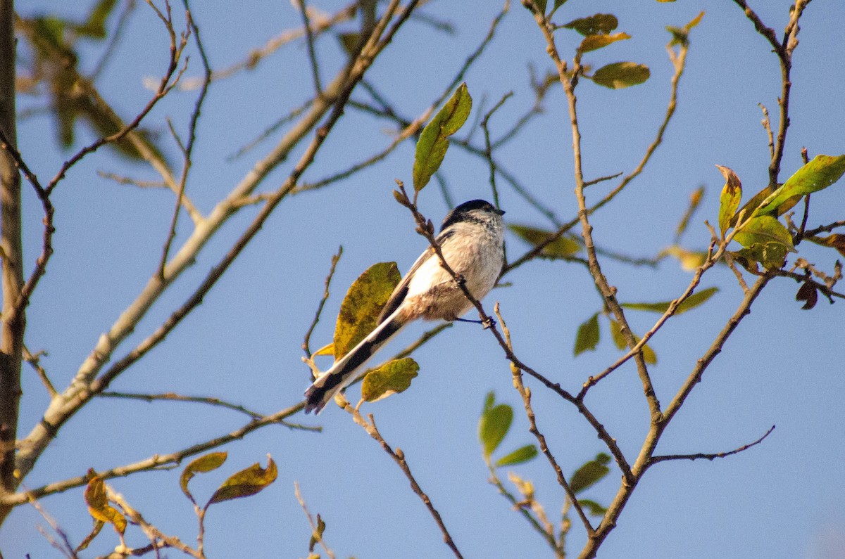 stjertmeis - ML646927842