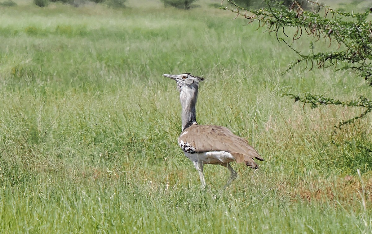 Kori Toyu - ML646927843