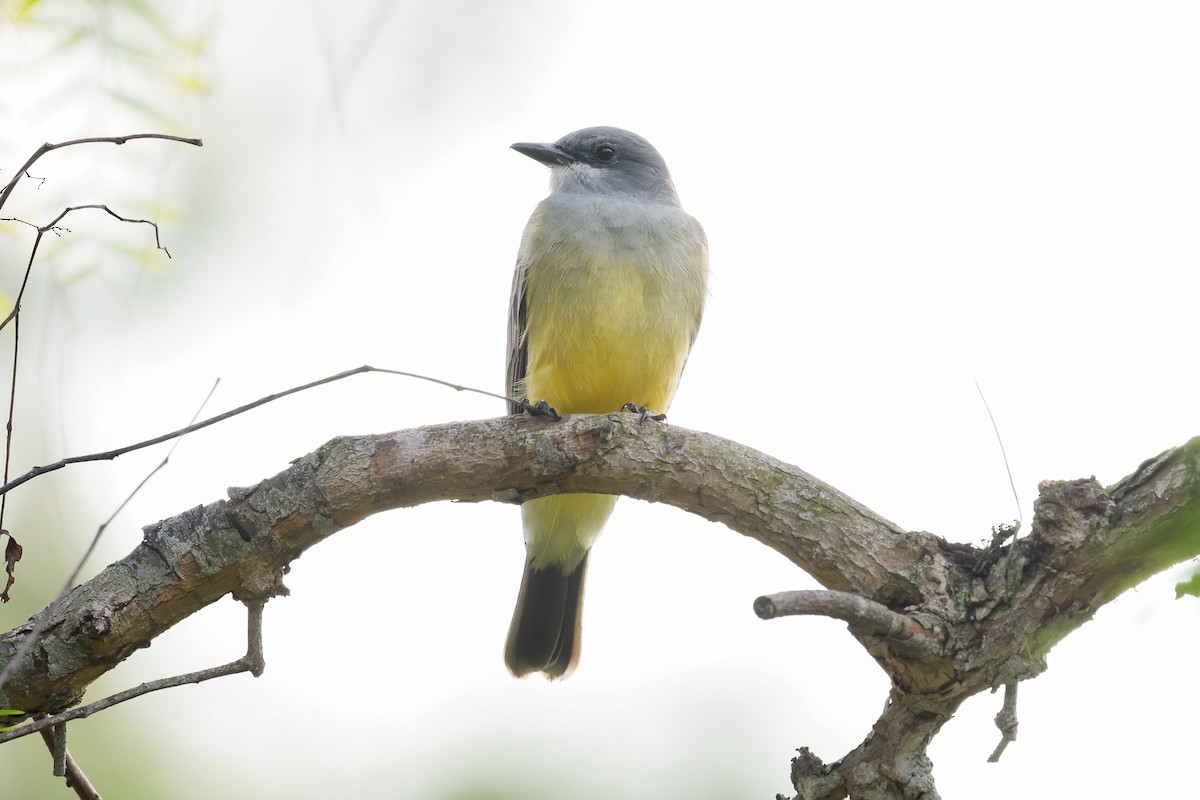 Cassin's Kingbird - ML646927844