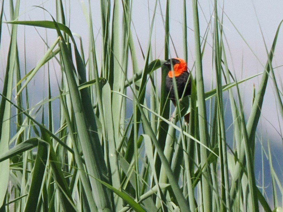 Southern Red Bishop - ML646927846