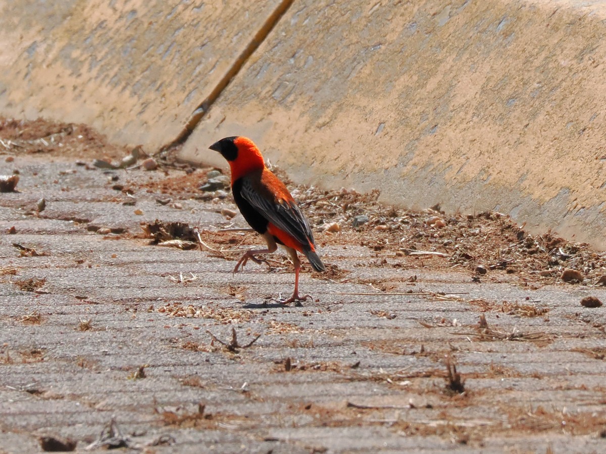 Southern Red Bishop - ML646927847