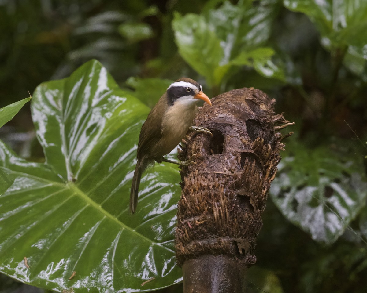 Brown-crowned Scimitar-Babbler - ML646927864