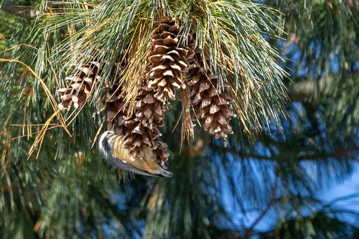 Sittelle à poitrine rousse - ML646927868