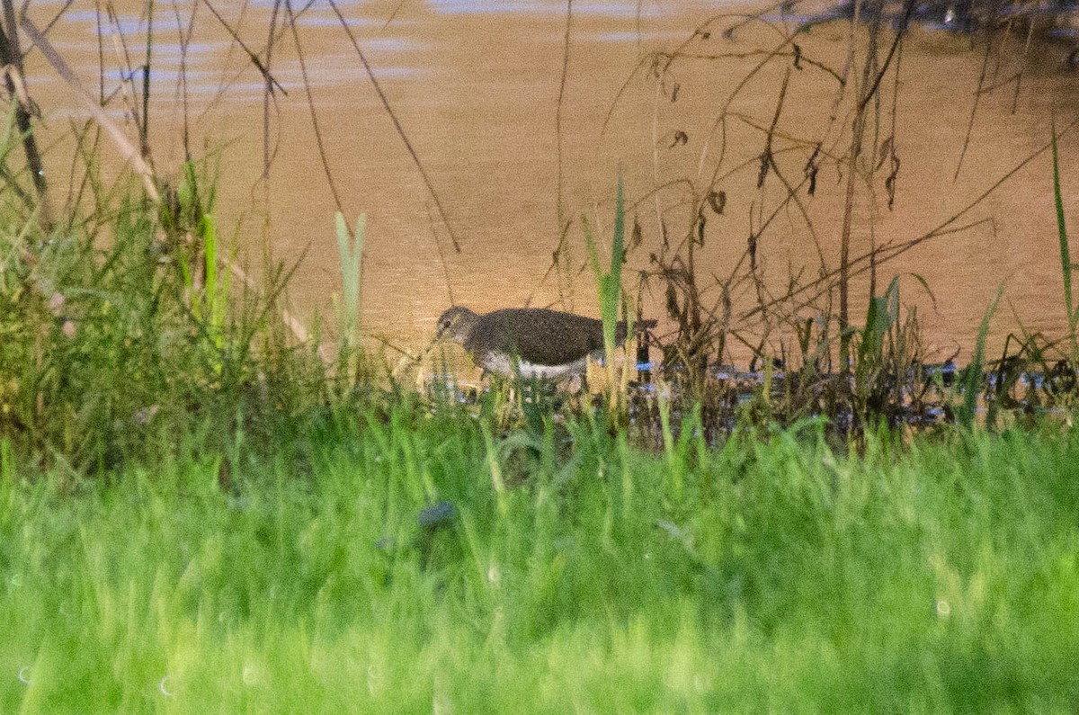 skogsnipe - ML646927869