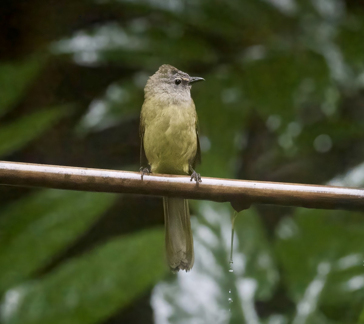 Flavescent Bulbul - ML646927882