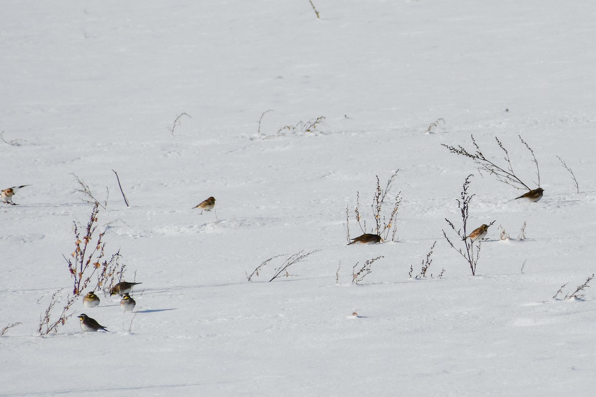 ハマヒバリ - ML646927887