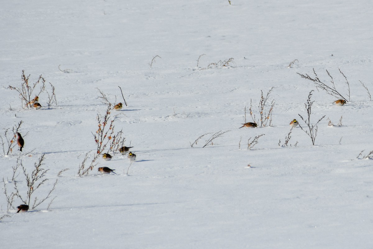 ハマヒバリ - ML646927888