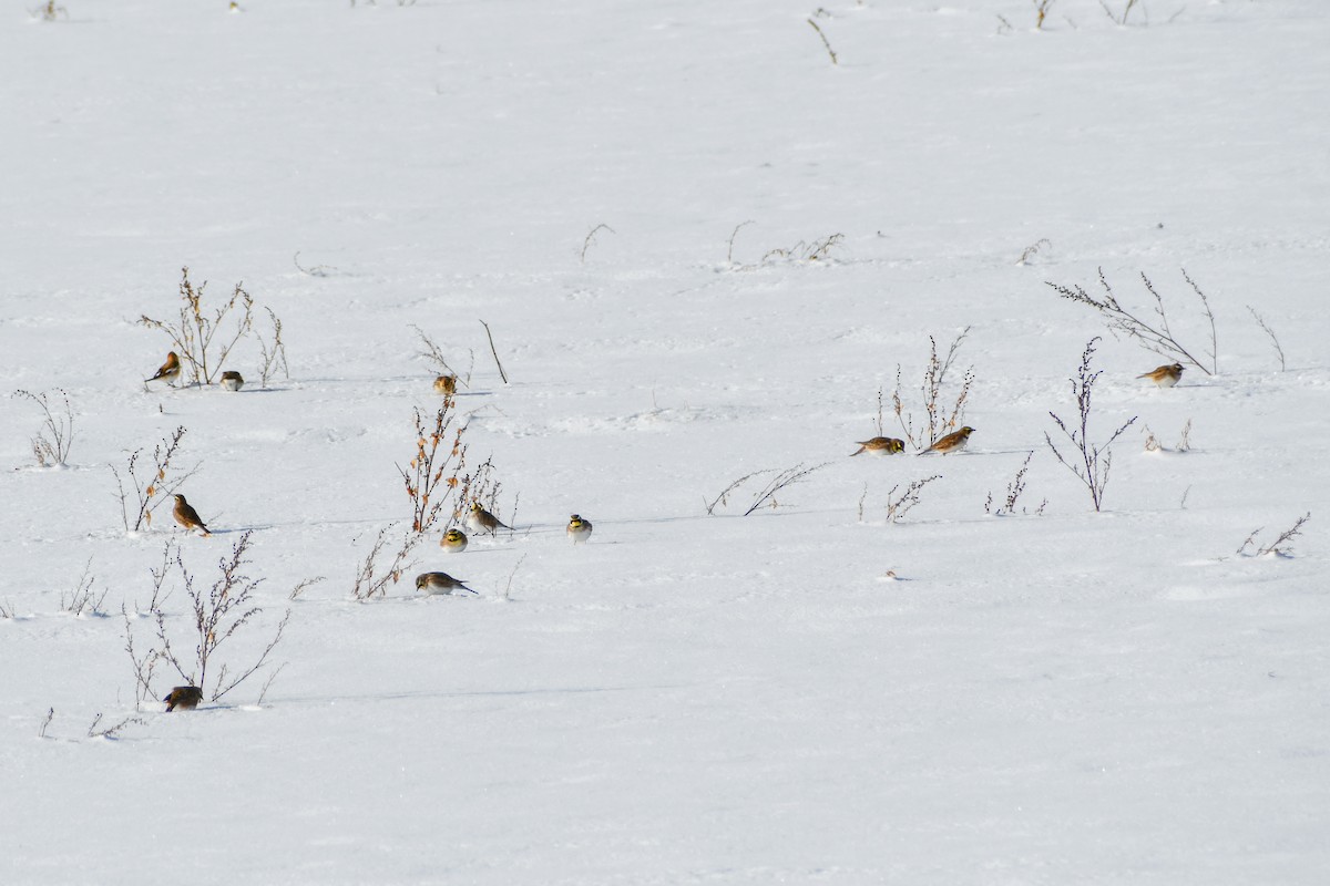 ハマヒバリ - ML646927889