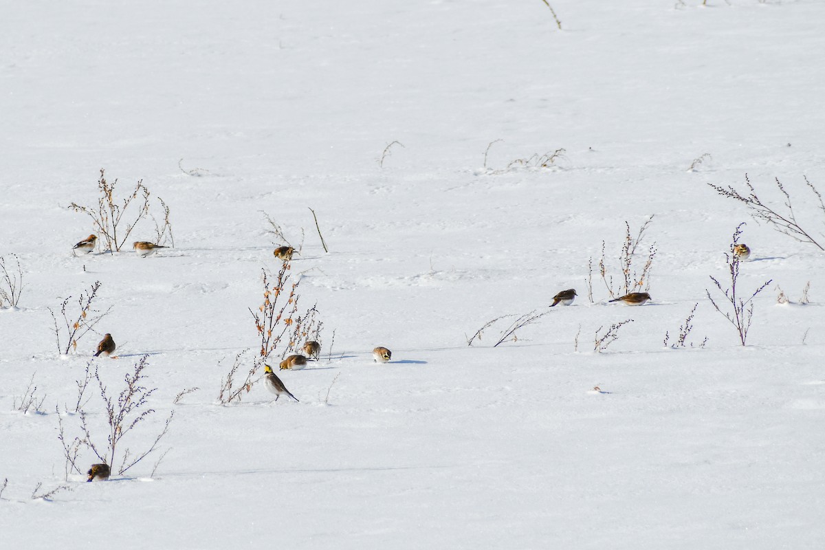 ハマヒバリ - ML646927890